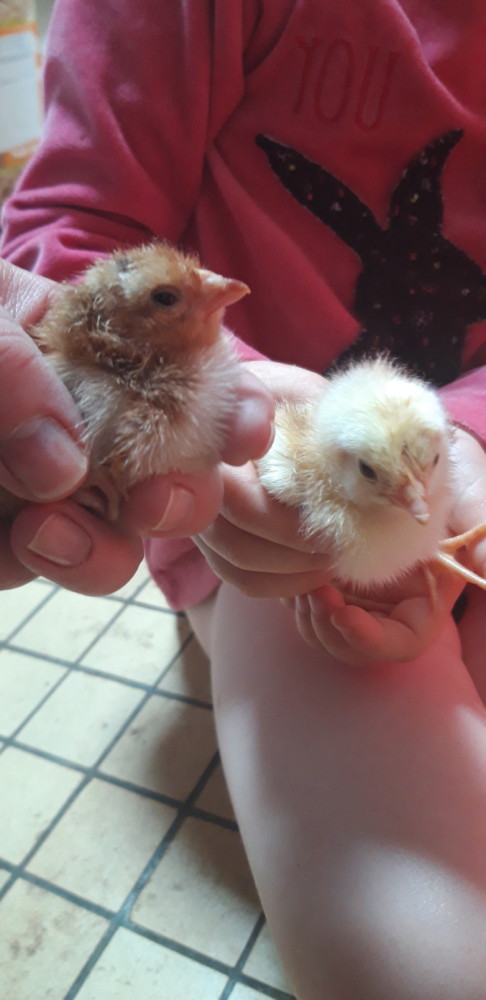 Des poussins sont nés chez Lucie et Léo