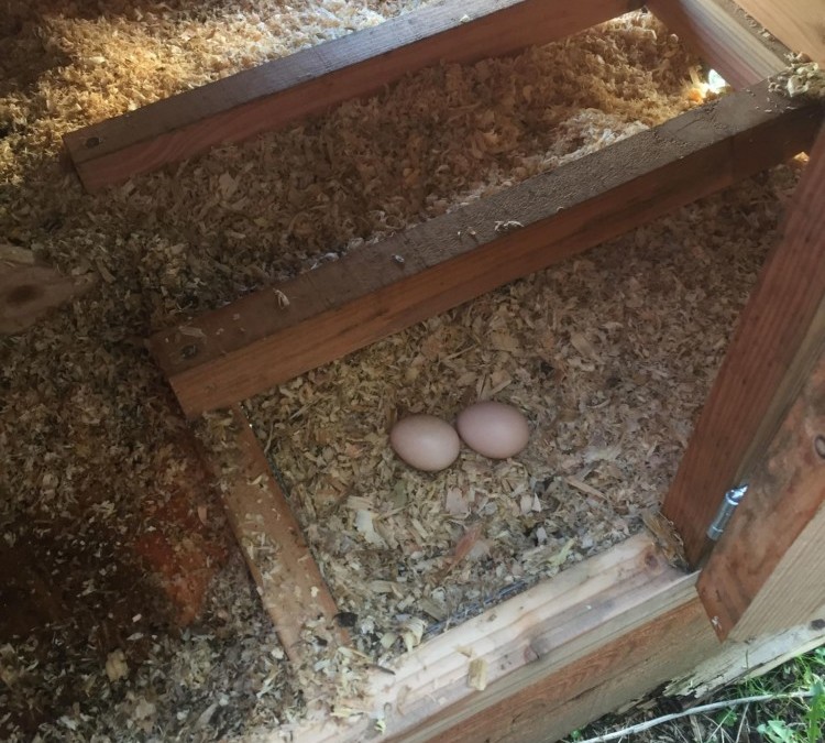 Les premiers oeufs de Biscotte et Cracotte