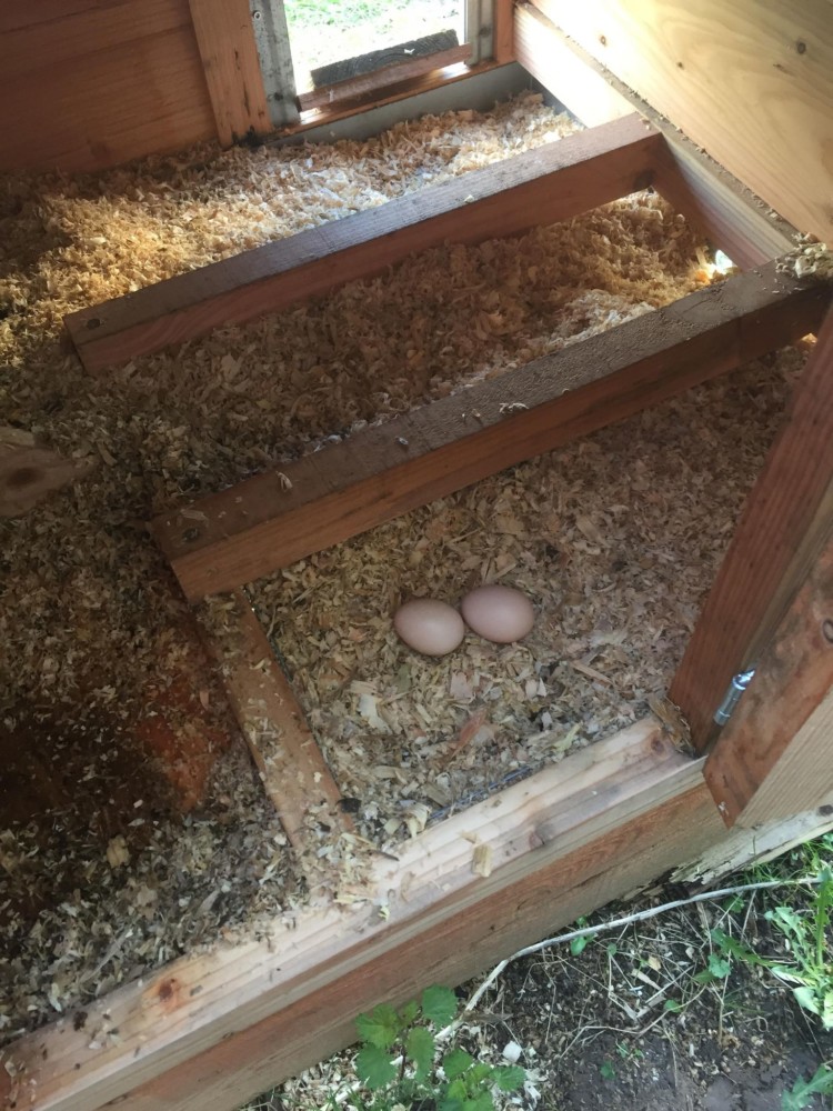 Les premiers oeufs de Biscotte et Cracotte